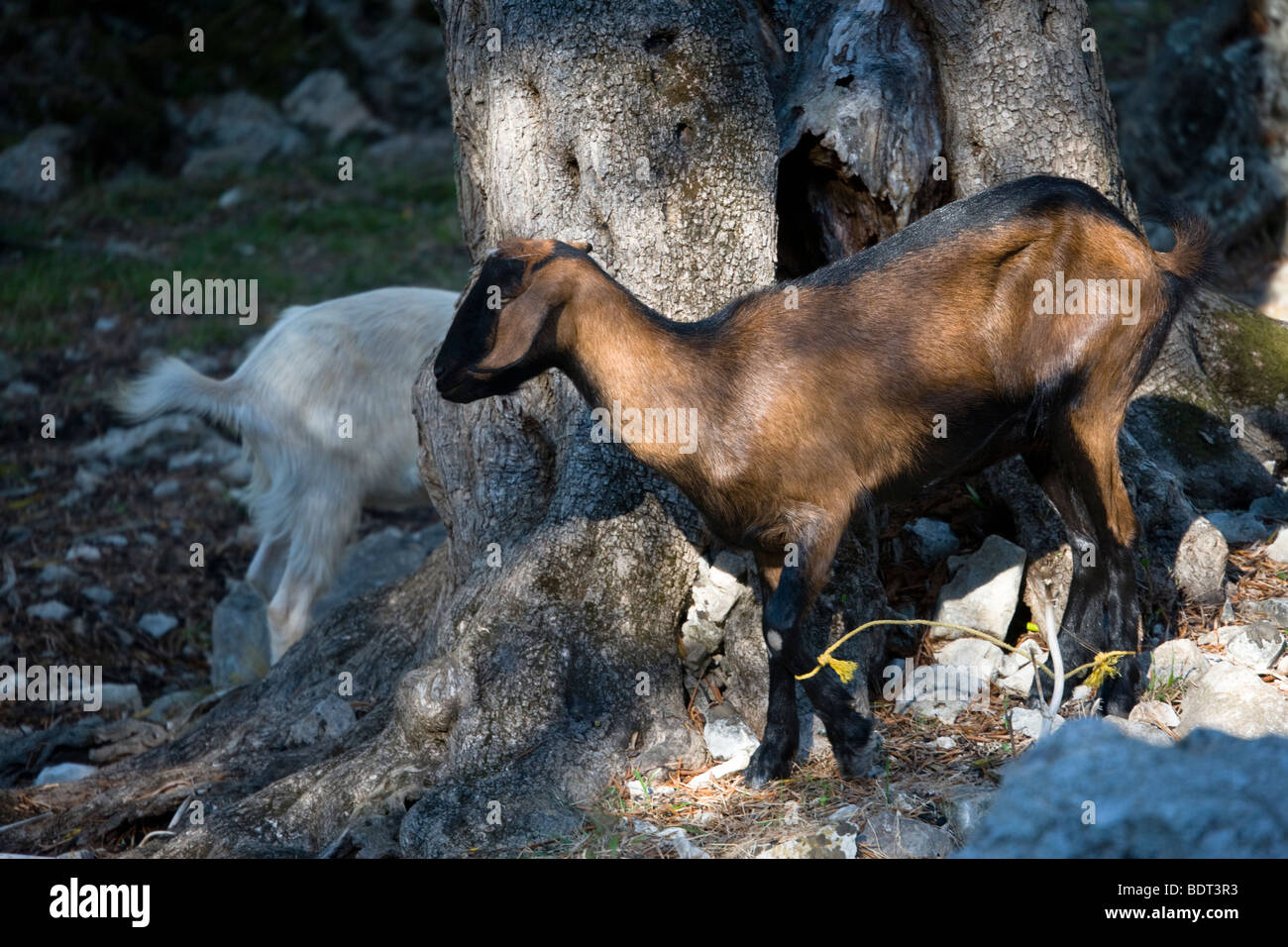 Tethered goats in an olive grove in Makratika, Paxos, Greece Stock