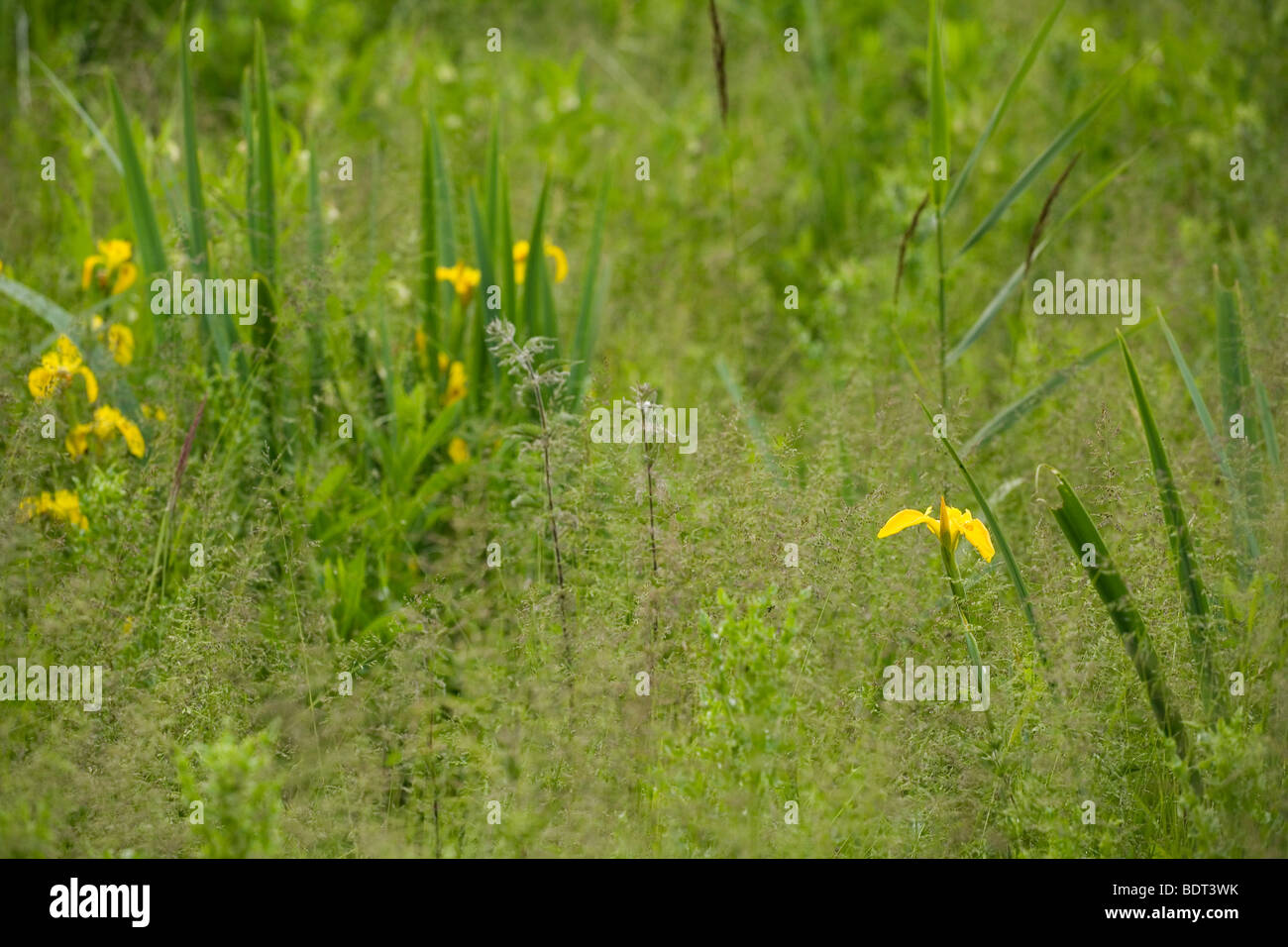Grass beds studded with Yellow Flag Irises in Woodwalton Fen, Cambridgeshire. Stock Photo