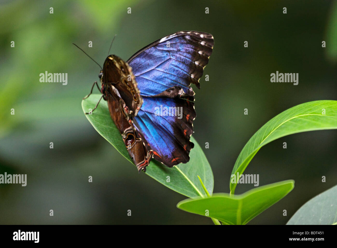 tropical butterfly Blue Morpho (Morpho peleides) Stock Photo