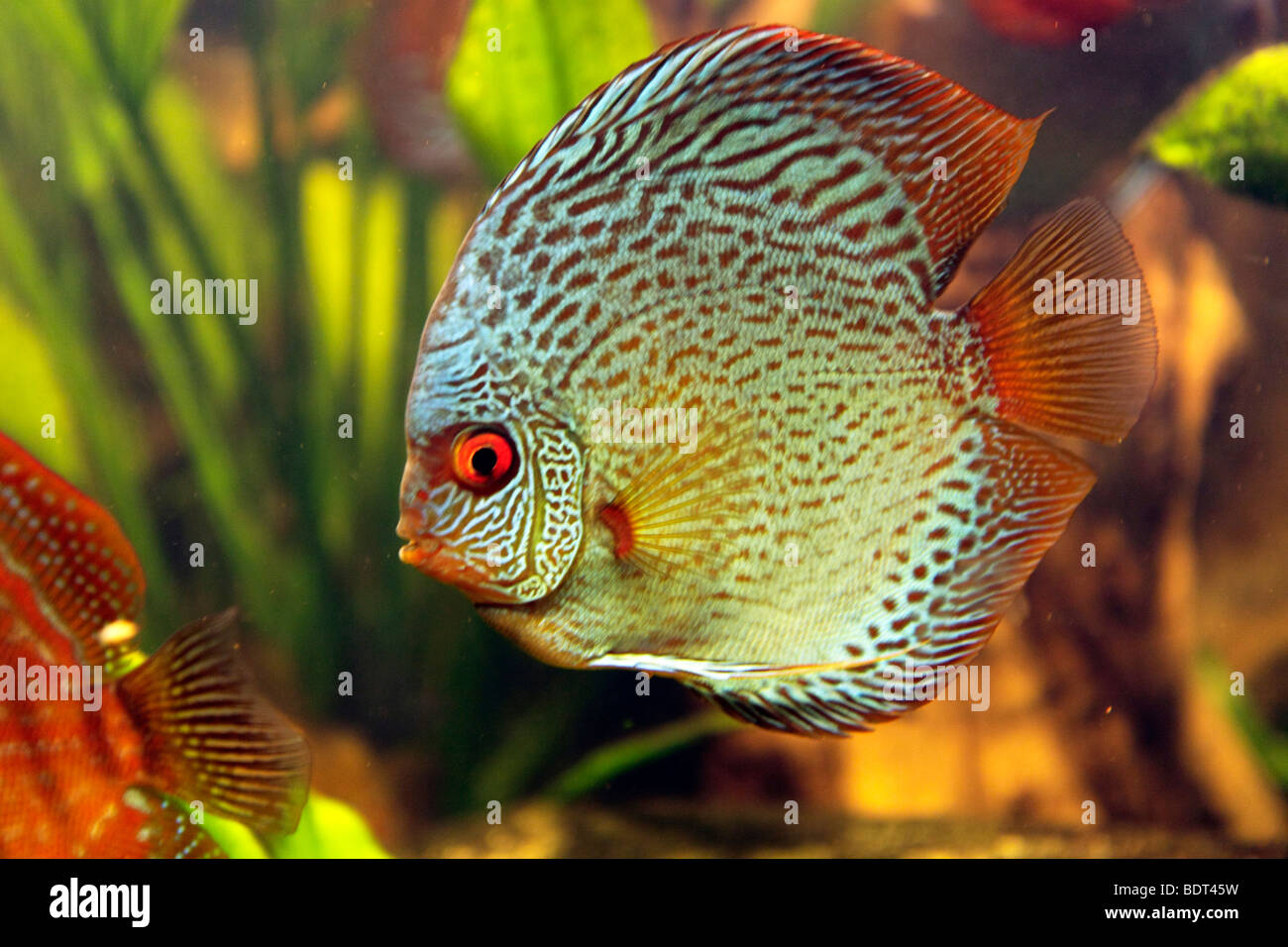 tropical fish scalare (Pterophyllum scalare) Stock Photo