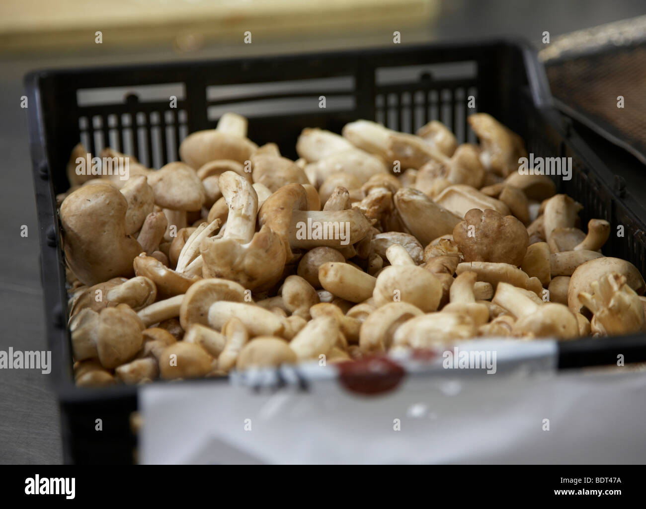 mushrooms in basket Stock Photo