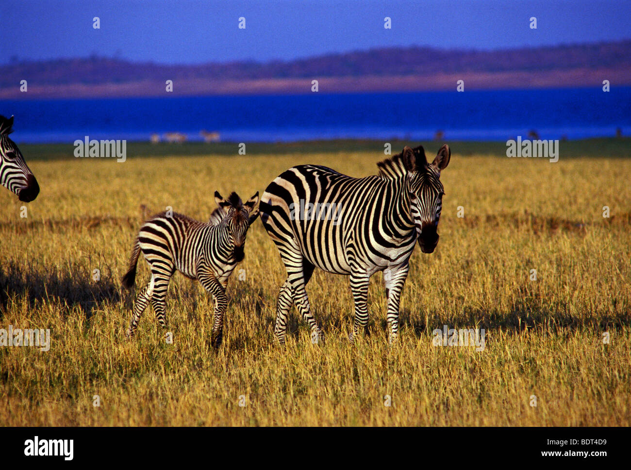 Burchell's zebra, Bumi Hills Area, Kariba Lake, Mashonaland West Province,  Zimbabwe, Africa Stock Photo - Alamy