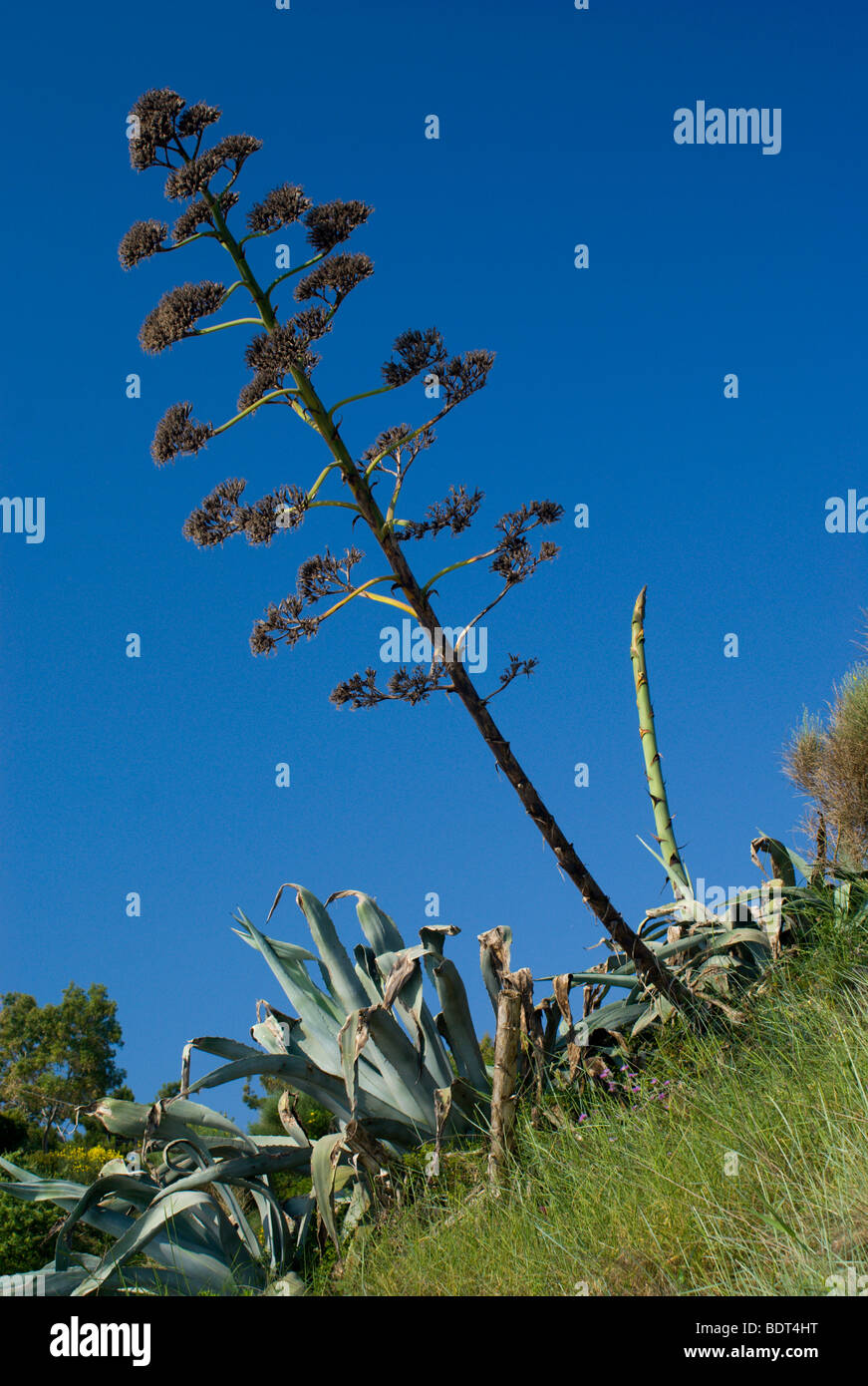 very large flowering cactus besides beach laganas zakynthos/zante greece  Stock Photo - Alamy