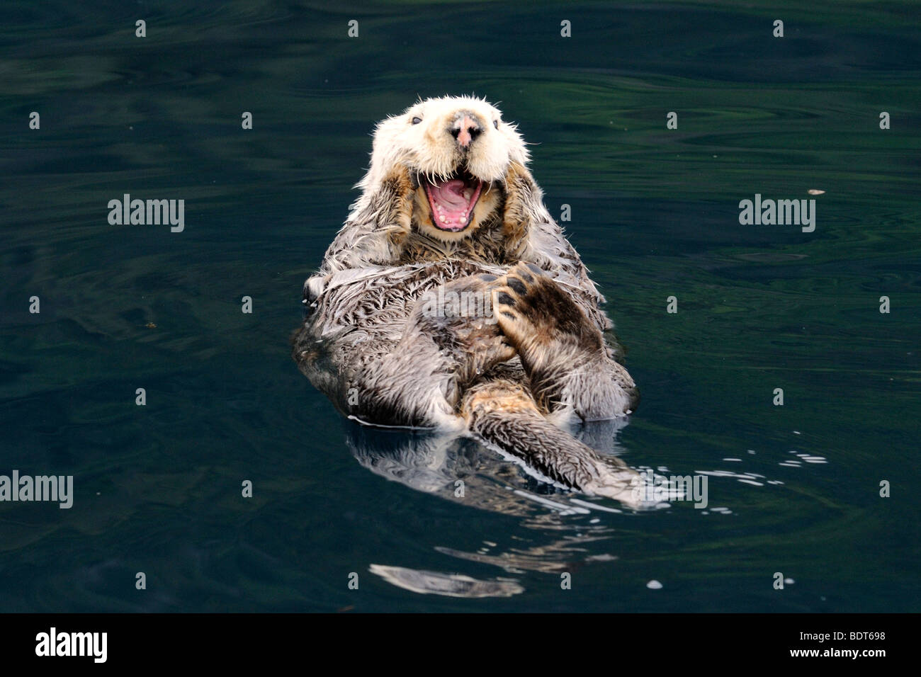 Stock photo of an Alaskan sea otter floating on his back in Kachemak