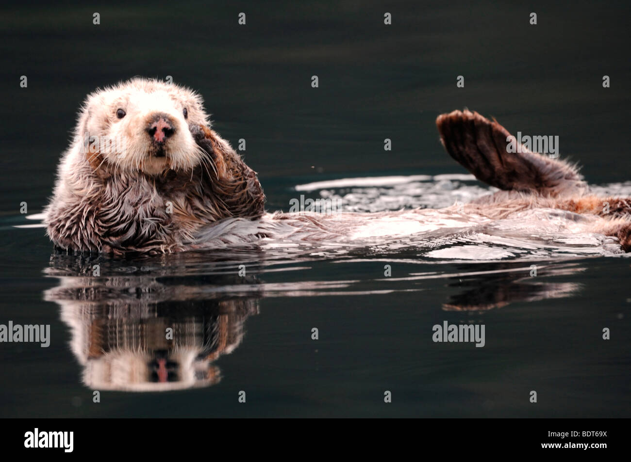 Stock photo of an Alaskan sea otter floating on his back in Kachemak
