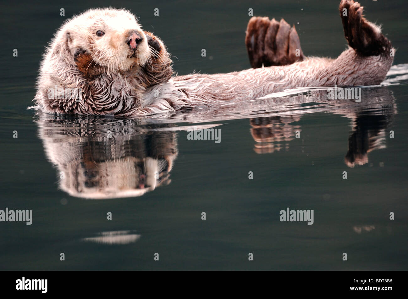 Sea otter paw hi-res stock photography and images - Alamy