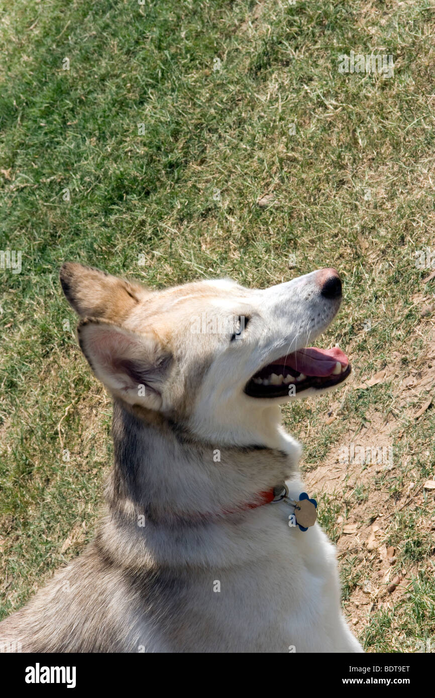 A smiling Alaskan Husky with its tongue hanging out Stock Photo Alamy