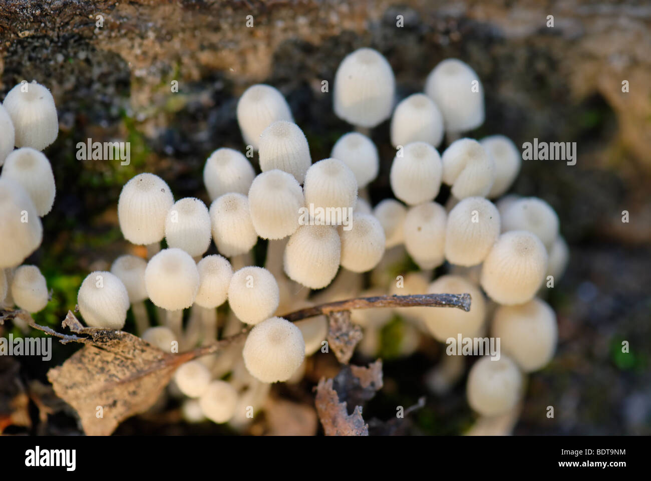 Little white forest mushrooms Stock Photo