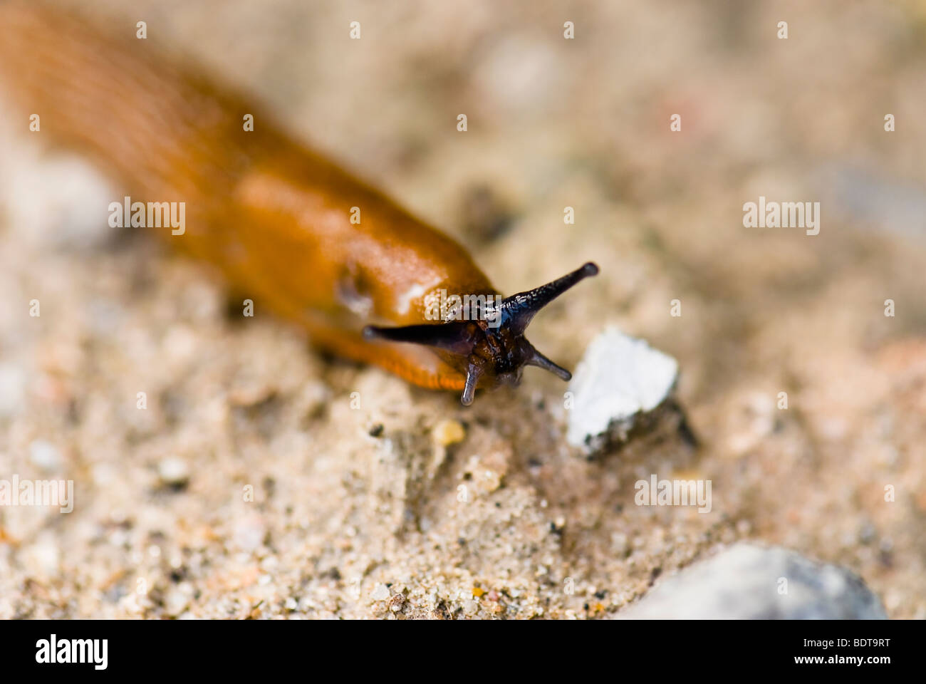 Cripling Insect Creep animal hi-res stock photography and images - Alamy
