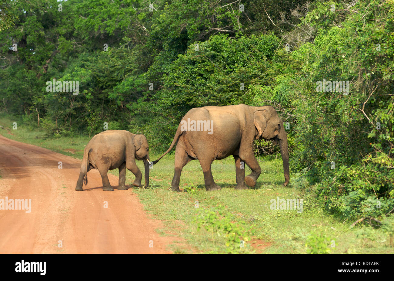A Mother And A Baby Elephant Cross The Road In Yala National Park In Stock Photo Alamy A Mother And A Baby Elephant Cross The Road In Yala National Park In Stock Photo Alamy