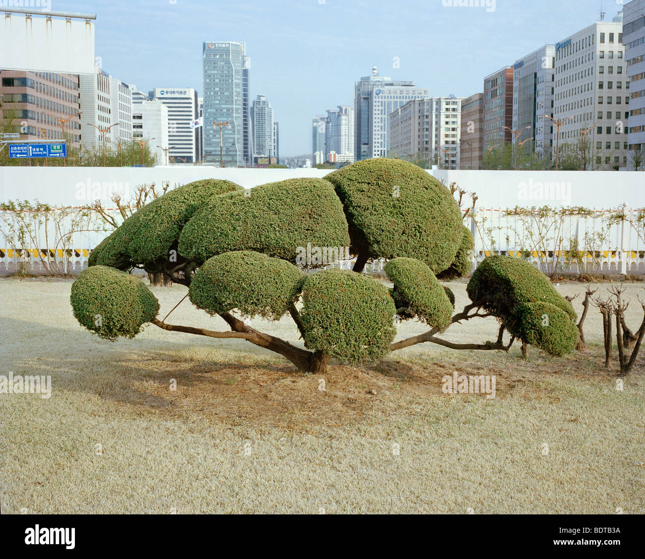Korean tree hires stock photography and images Alamy