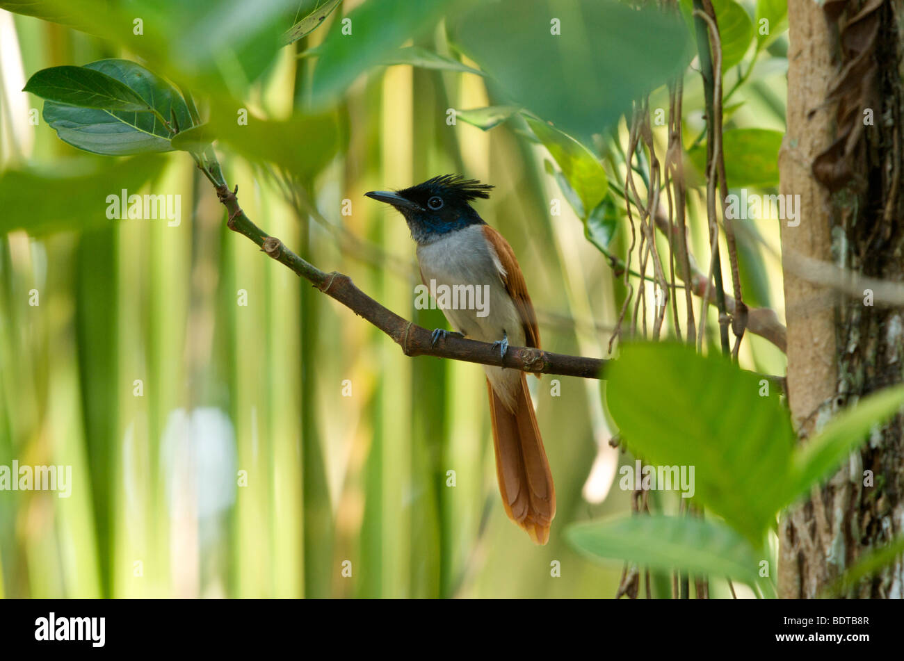 Paradise flycatcher female Sri Lanka Stock Photo
