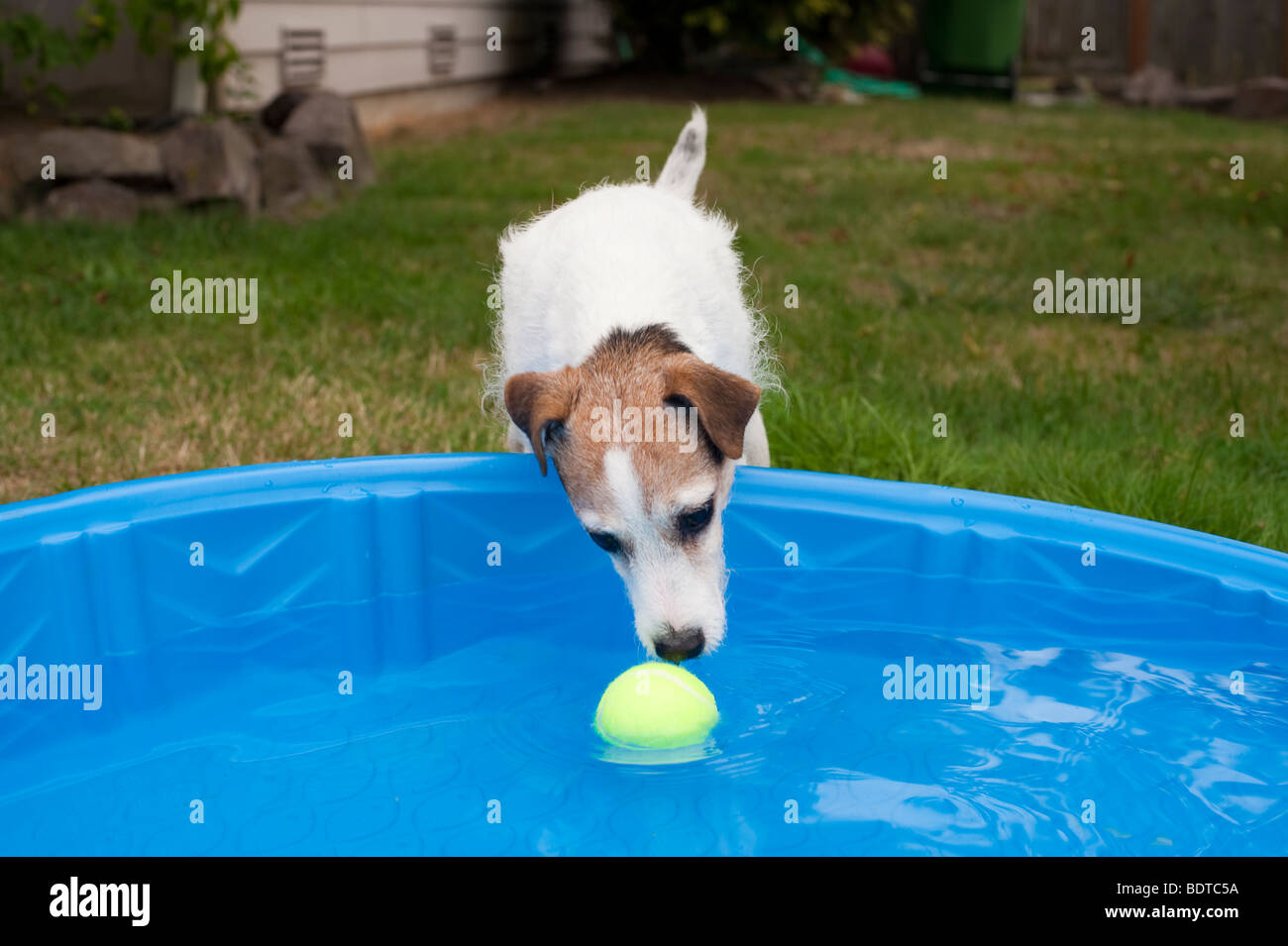 Jack Russell Terrier In Backyard With Small Wading Pool And Dog