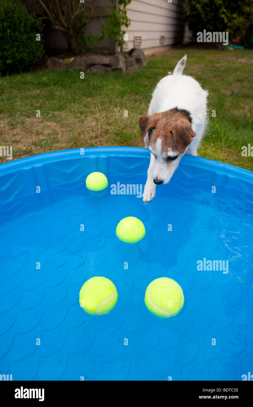 Jack Russell Terrier in backyard with small wading pool and dog trying to get tennis ball out of pool Stock Photo