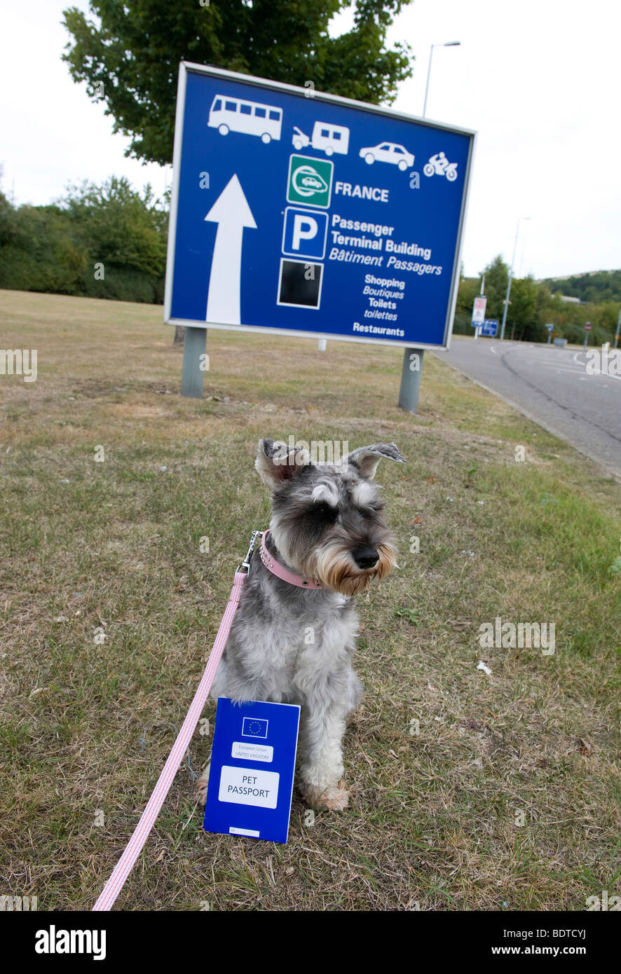 Miniature Schnauzer dog waiting to board the train from Folkestone, Kent to Calais, France on the pet passport scheme Stock Photo