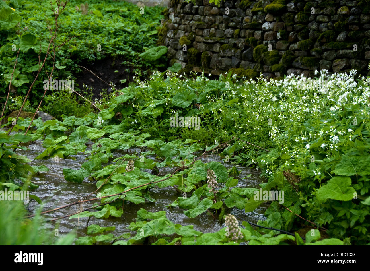 Stream in countryside.  North Yorkshire Dales Stock Photo