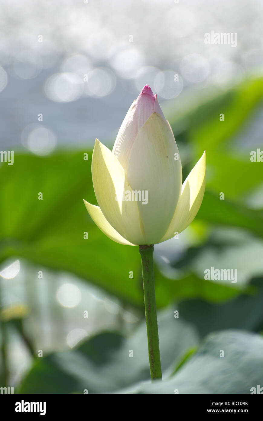 lotus bud Stock Photo