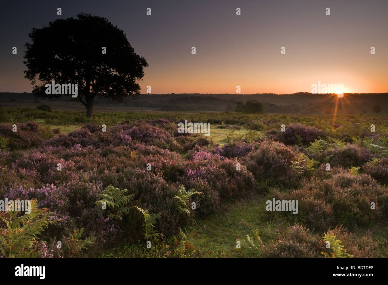 Solitary Tree at Sunrise in the New Forest National Park Stock Photo