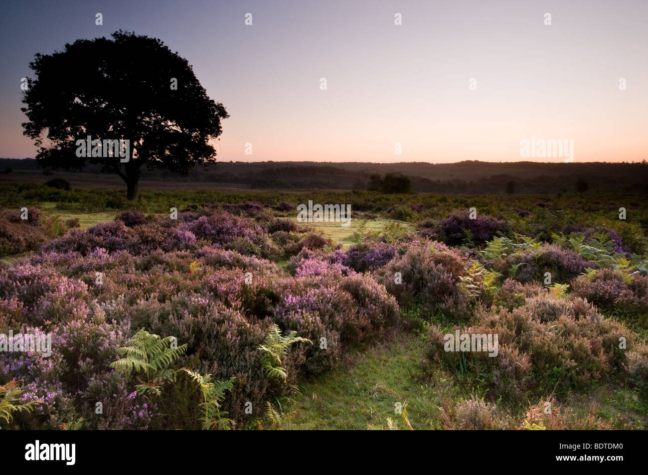 Solitary Tree at Sunrise in the New Forest National Park Stock Photo