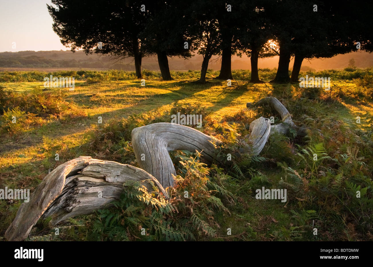 Mogshade Hill at Sunrise in the New Forest National Park Stock Photo