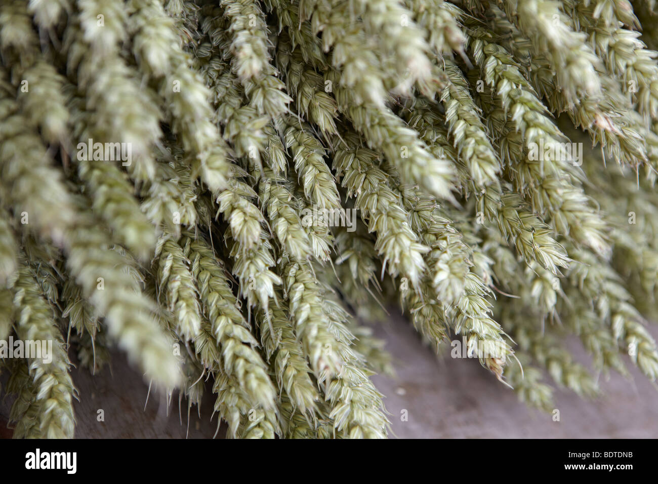 Wheat, Weizen Stock Photo - Alamy