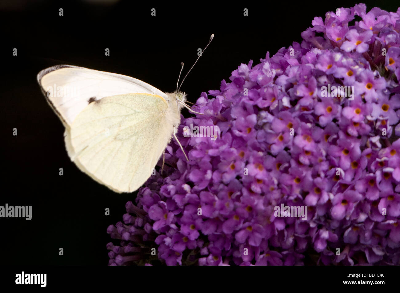 Small White Butterfly (Pieris rapae) Stock Photo