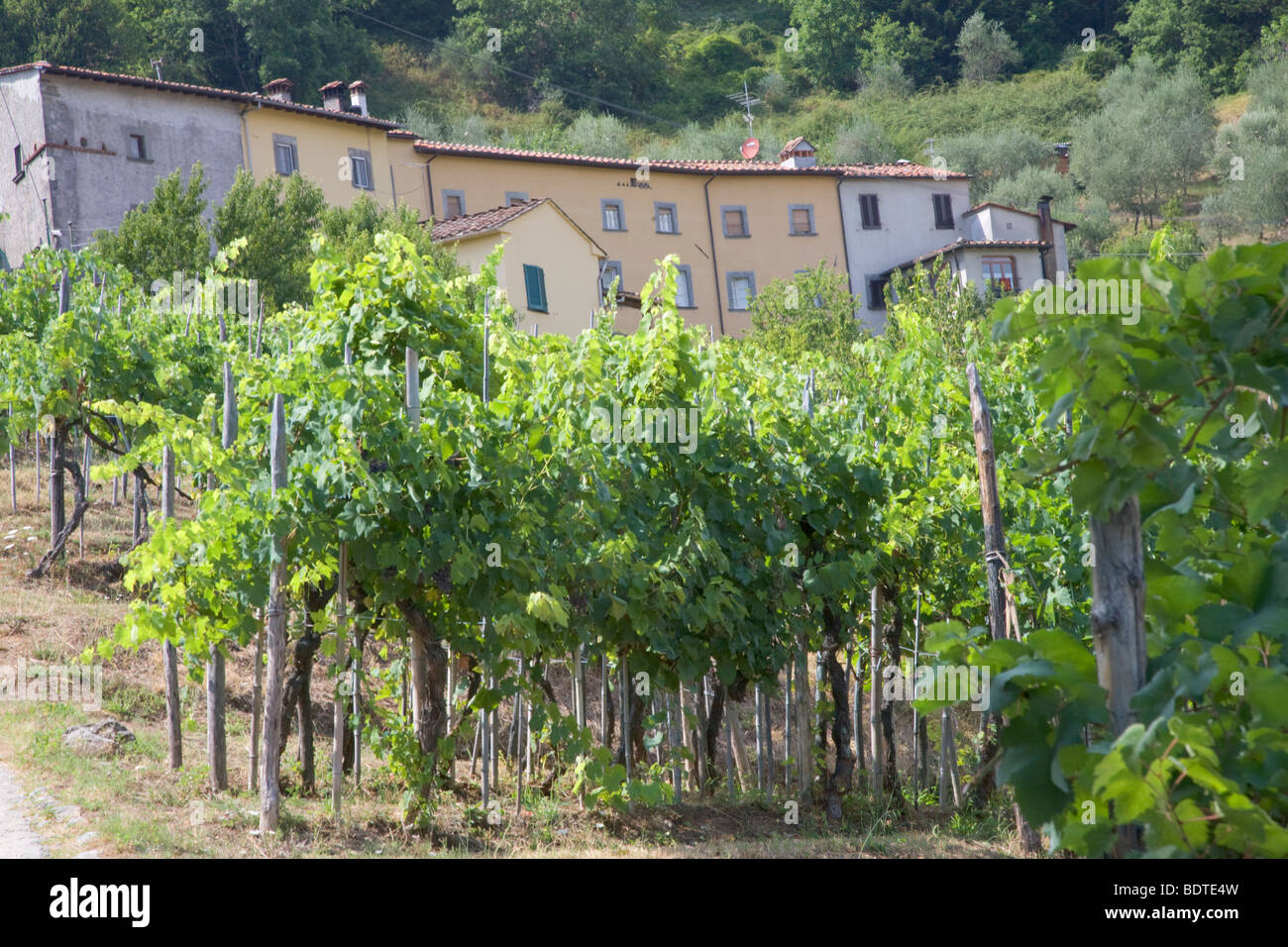 Vinyard in Celle de Pucini village in Tuscany, Italy Stock Photo