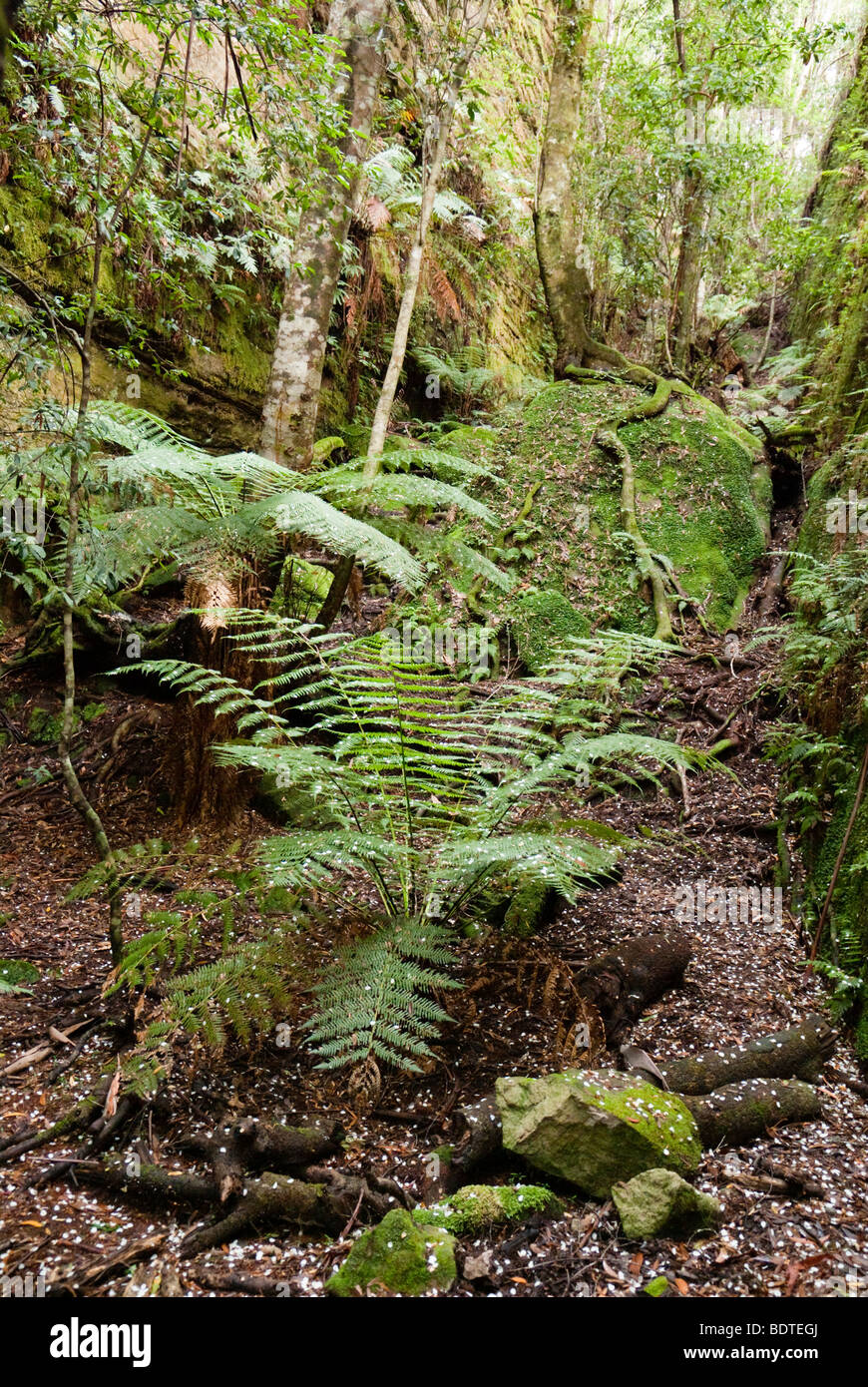 Mossy canyon known as The Green Room in Monolith Valley, Budawang Ranges, NSW, Australia. Stock Photo