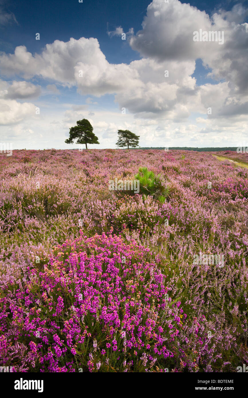 Flowering heather on the New Forest heathland in summer, New Forest