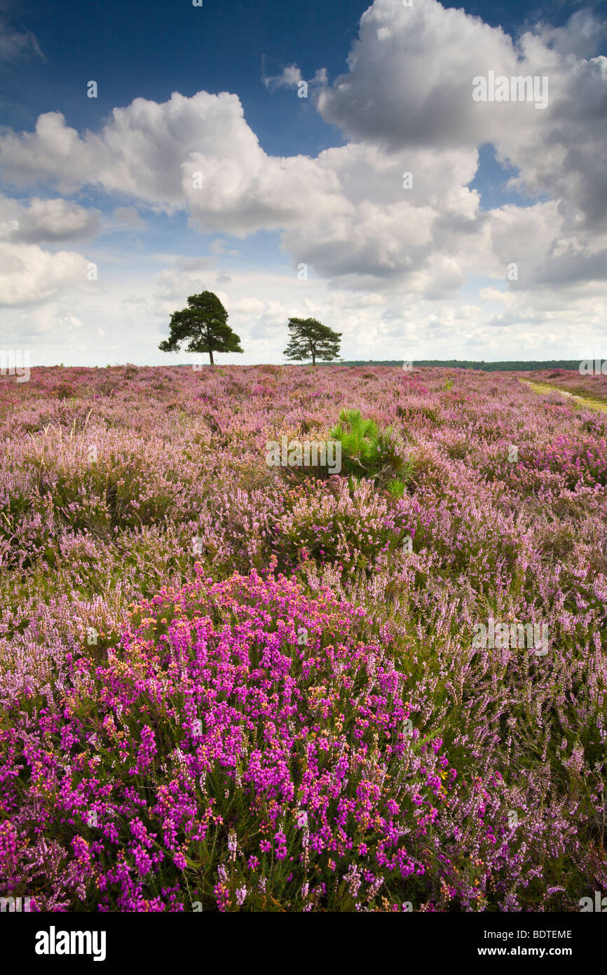 Flowering heather on the New Forest heathland in summer, New Forest National Park, Hampshire, England. Summer (August) 2007 Stock Photo
