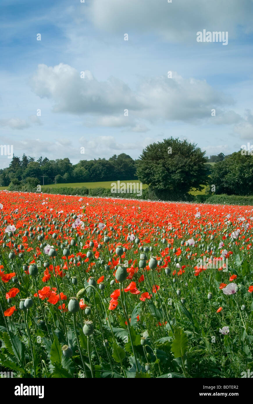 wild poppies interspersed between poppies grown commercially for medical purposes in Hampshire Stock Photo