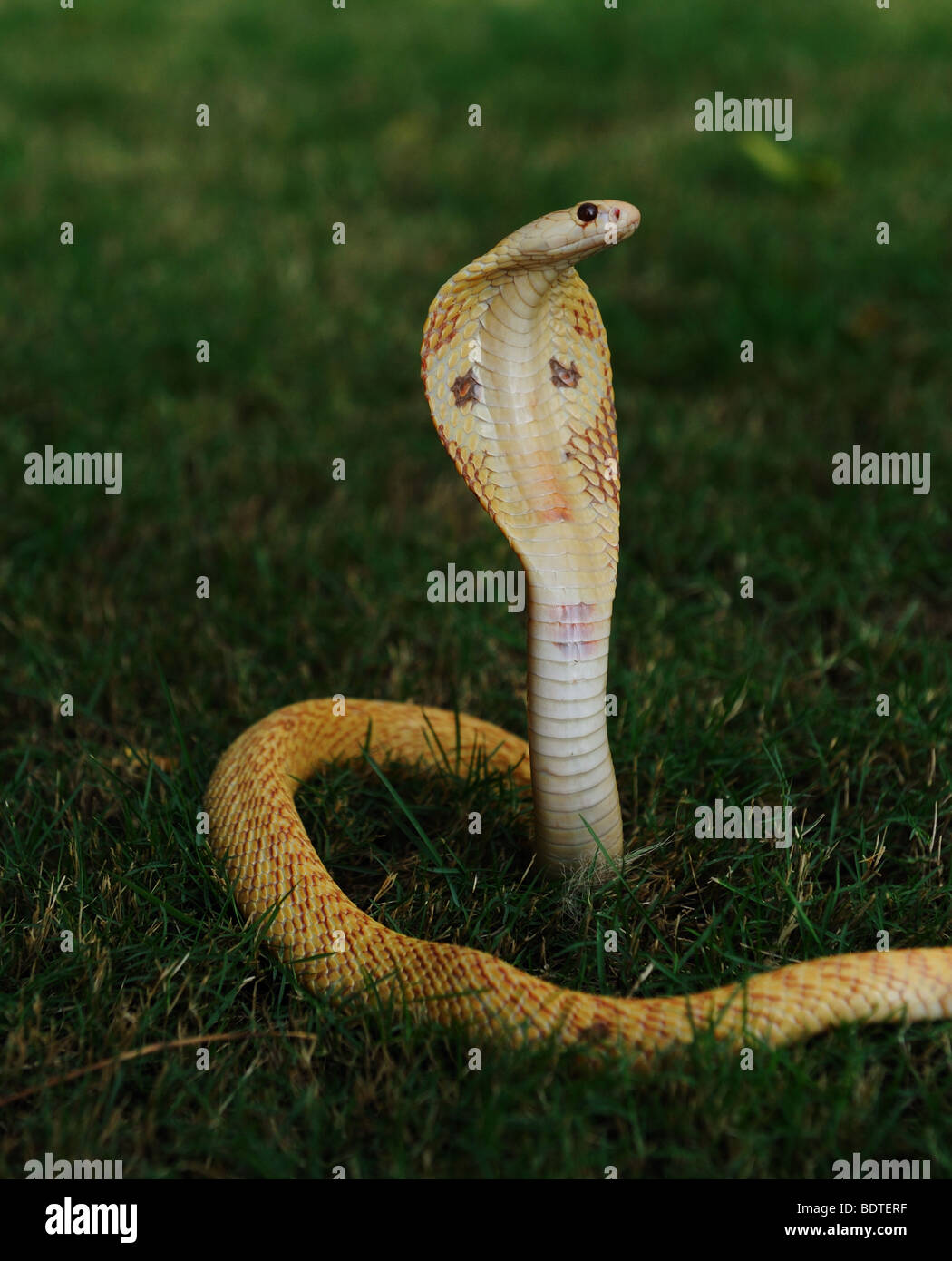 Albino cobra in hood up position on a grass surface Stock Photo