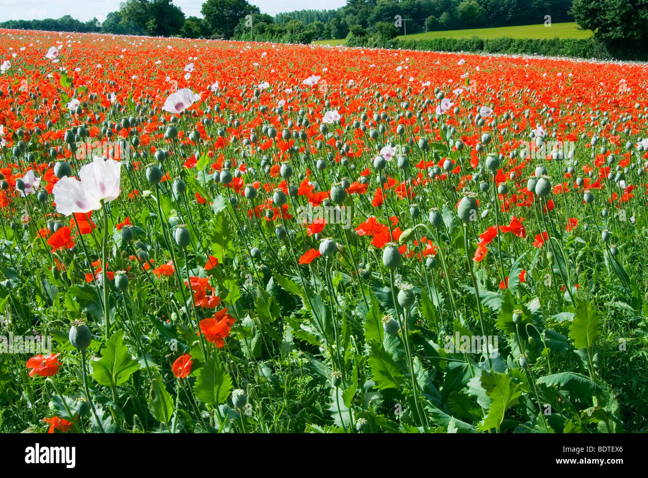Wild poppies in countryside hi-res stock photography and images - Alamy