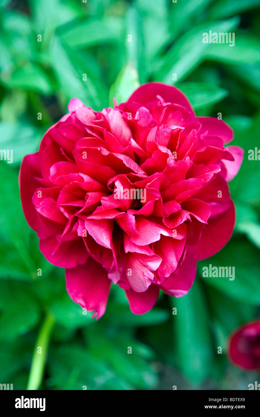 Red Peony rose, Patagonia, Chile Stock Photo