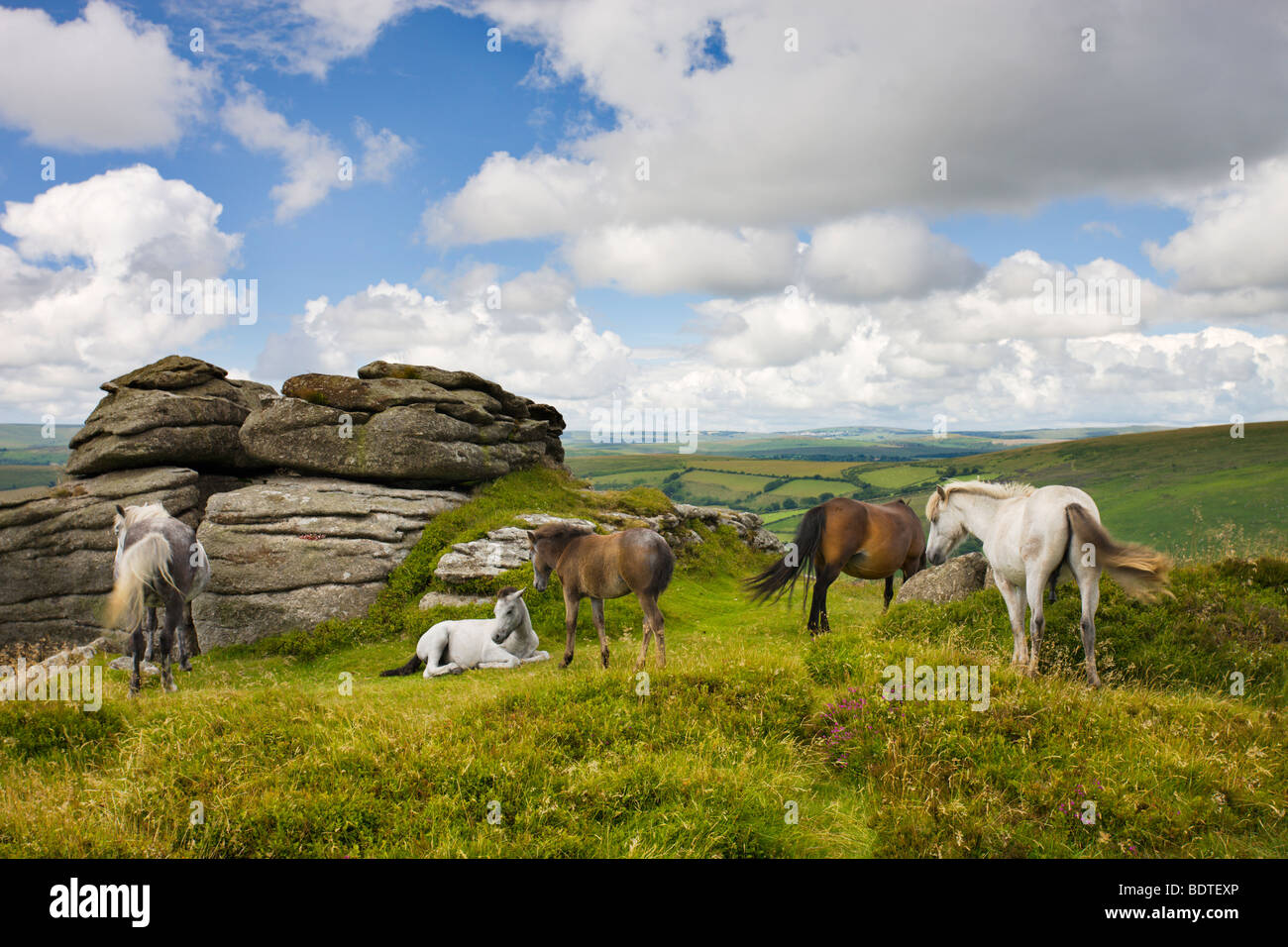 Dartmoor pony herd by Bell Tor, Dartmoor National Park, Devon, England. Summer (July) 2008 Stock Photo