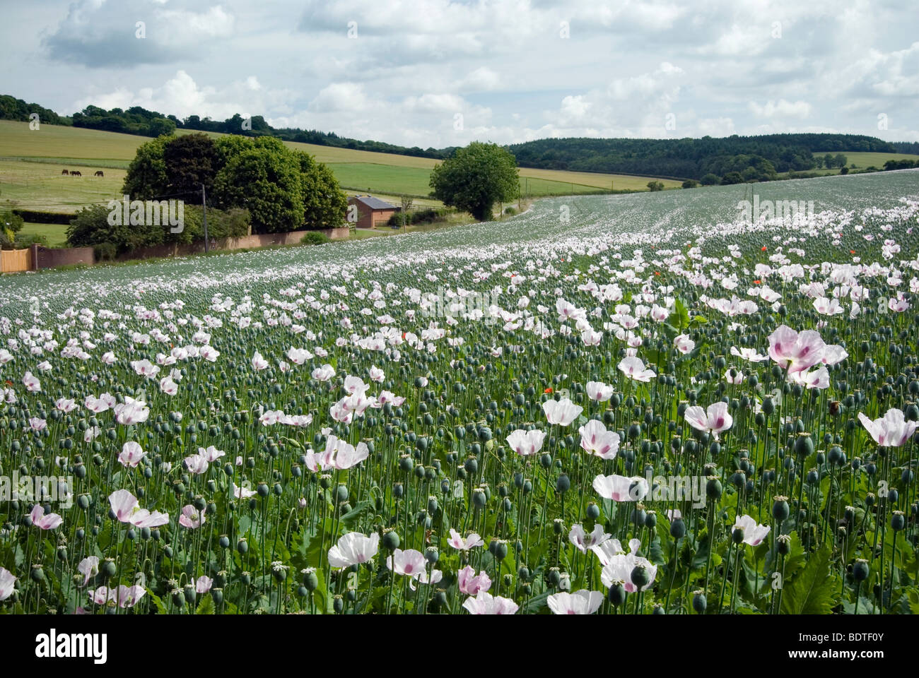 White and Lilac poppies grown commercially for medical purposes in Hampshire Stock Photo