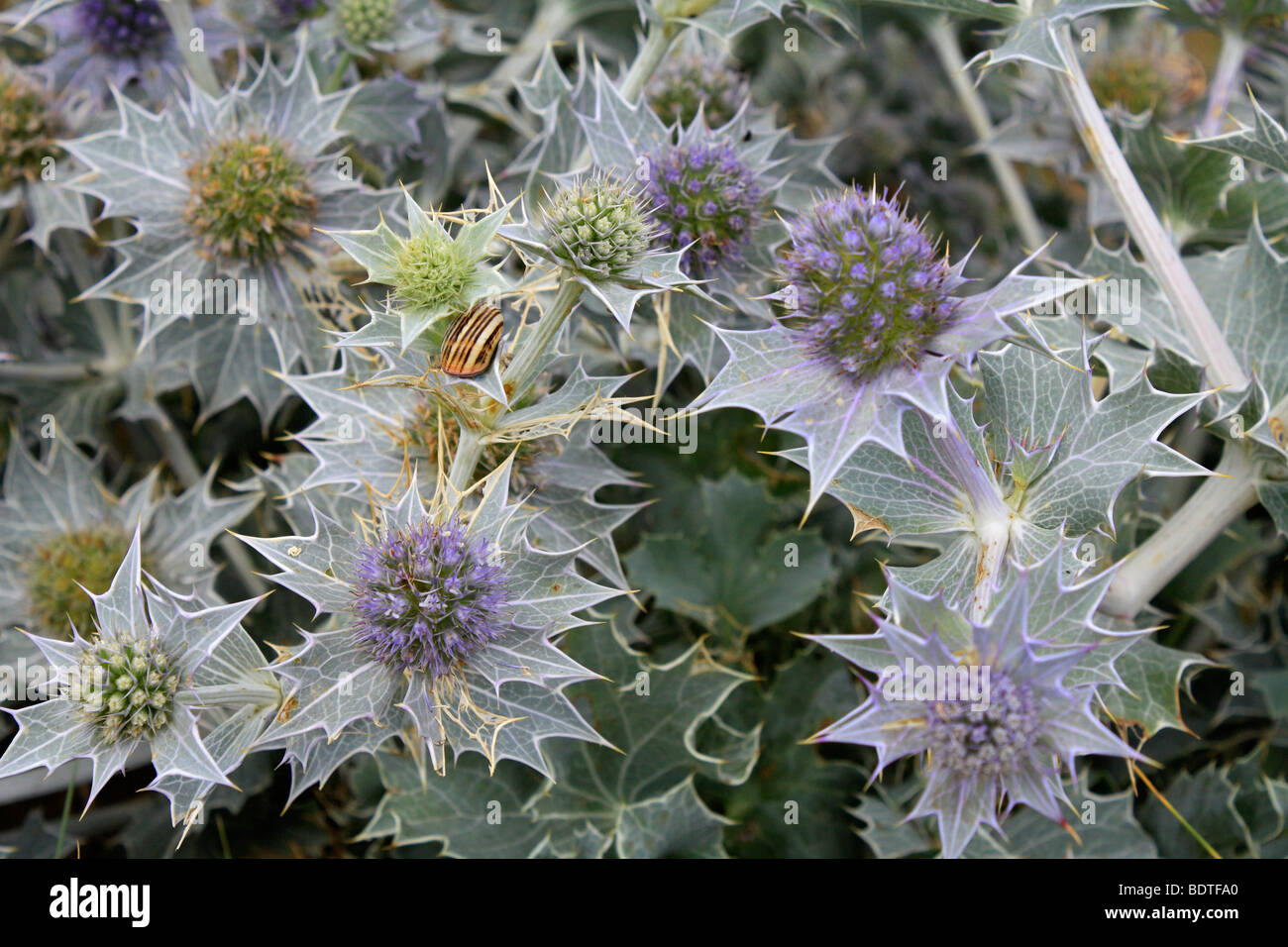 Evergreen perennial hires stock photography and images Alamy