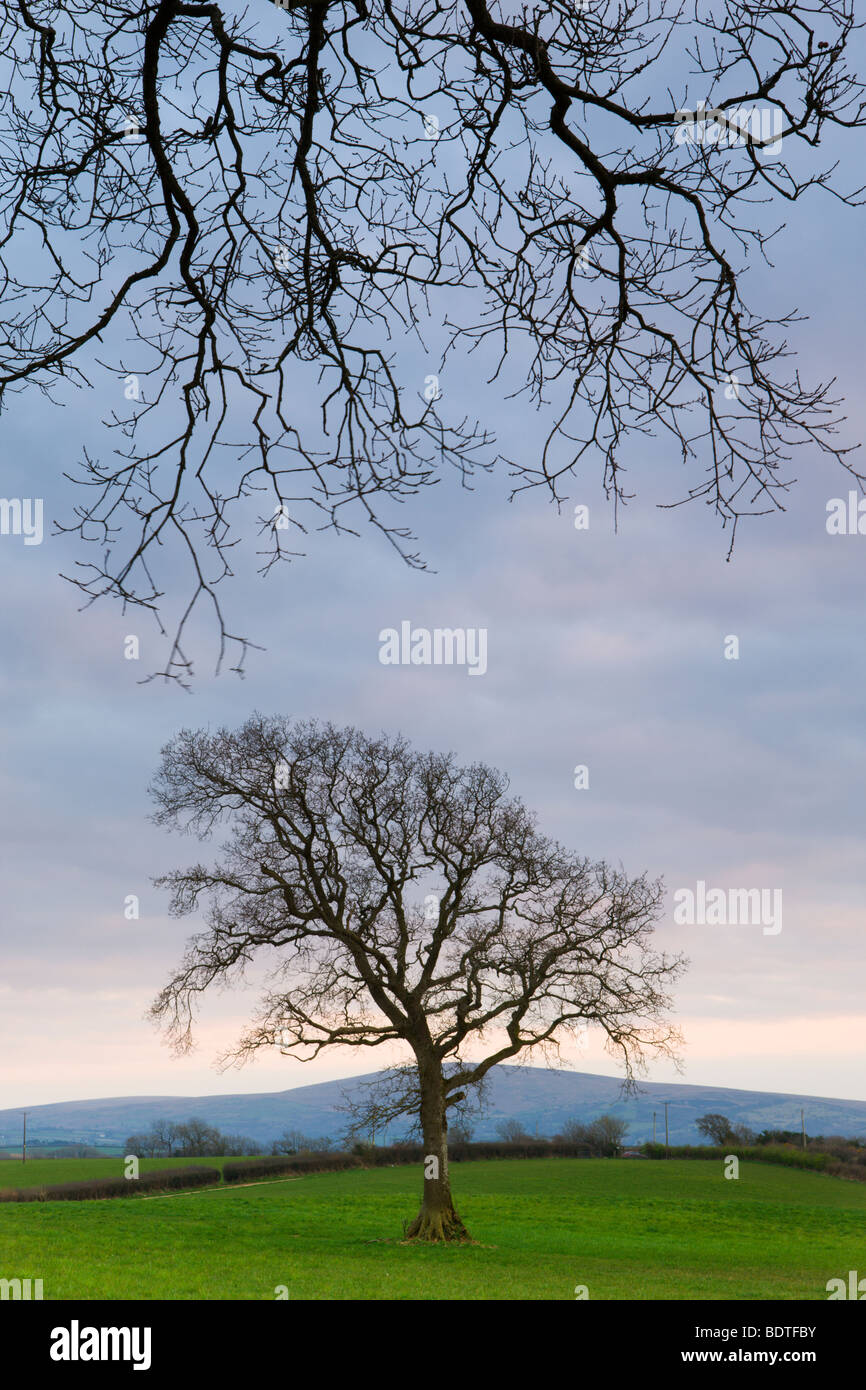 Tree in field with Dartmoor hills beyond, Itton Cross, Devon, England. Spring (April) 2009 Stock Photo