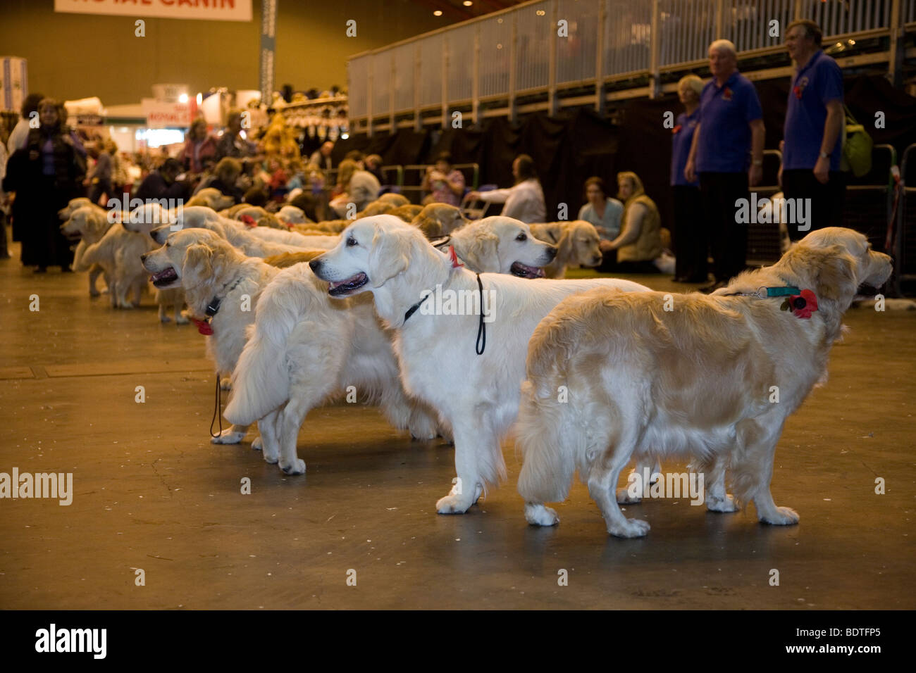 Labradors Stock Photo