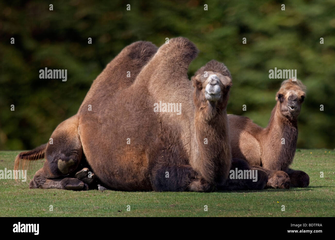 Bactrian Camel (camelus bactrianus) Mother and Calf Stock Photo