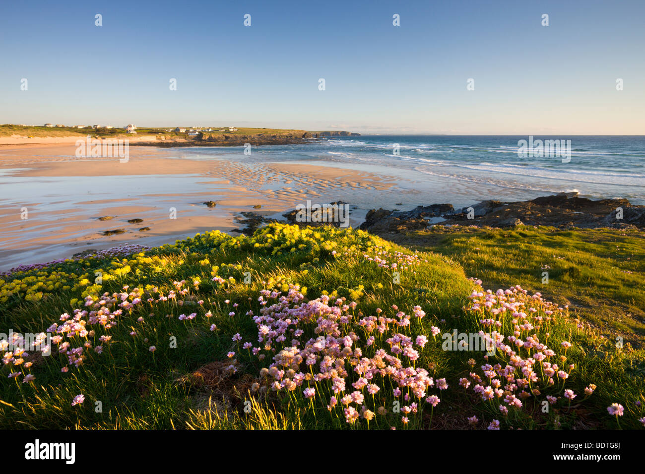 Sea Thrift and Kidney Vetch growing on the clifftops above Constantine ...