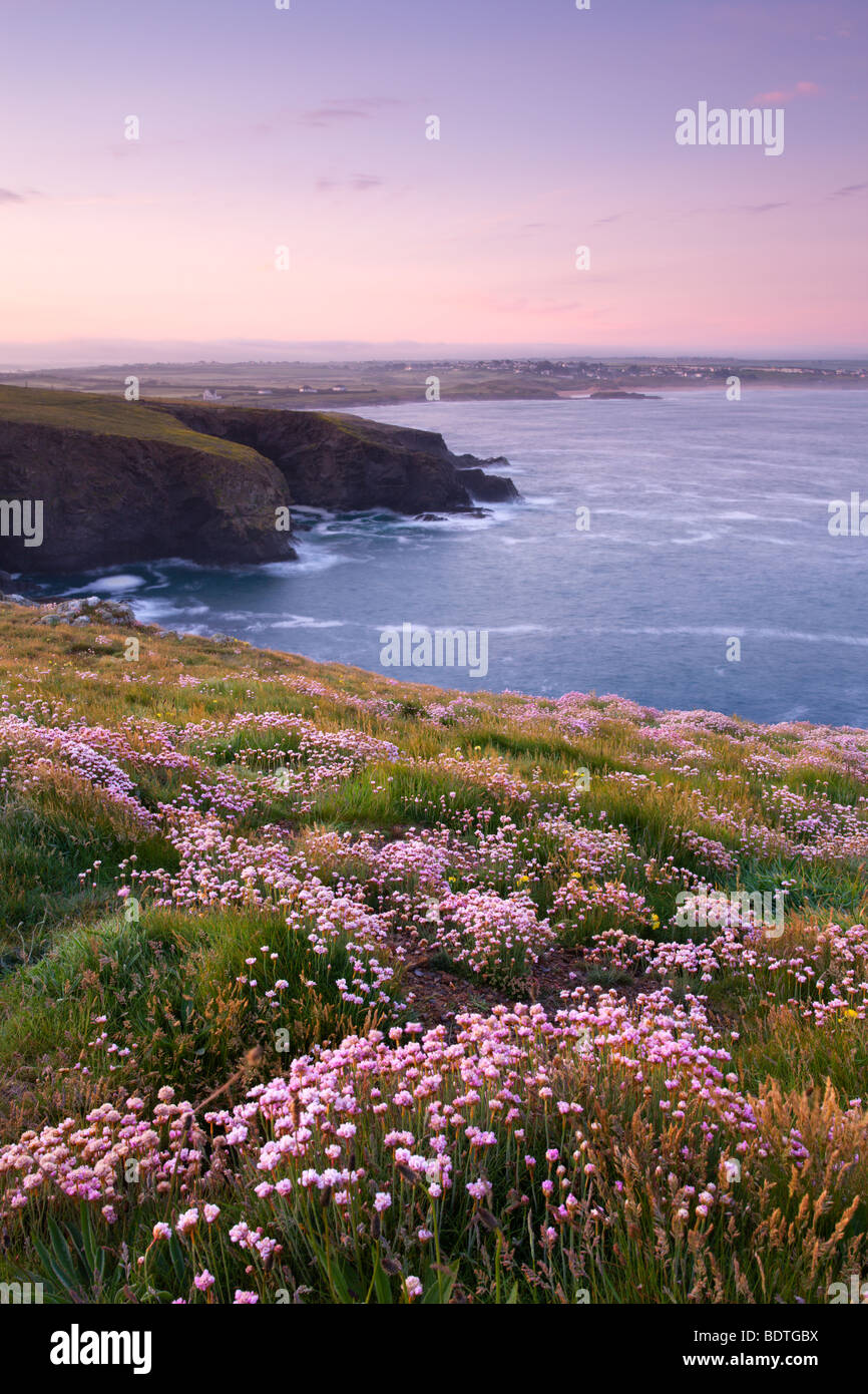 Sea Thrift growing on the Cornish clifftops at Trevose Head, Cornwall, England. Spring (May) 2009 Stock Photo