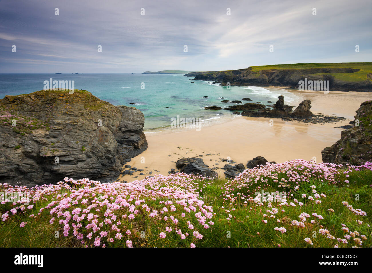 Sea Thrift growing on the Cornish clifftops above Porthcothan Bay, Cornwall, England. Spring (May) 2009 Stock Photo