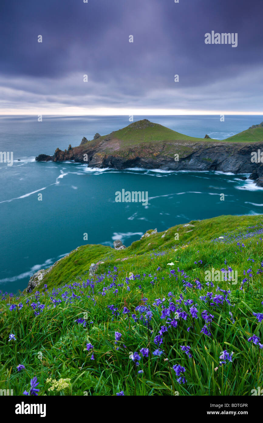 Common Bluebells (Hyacinthoides non scriptus) growing on the cliff slopes near The Rumps, North Cornwall, England. Stock Photo