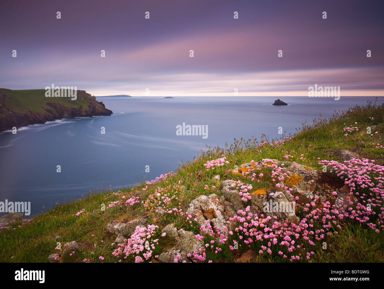 Sea Thrift (Armeria Maritima) growing on the Cornish clifftops looking towards Pentire Point and Trevose Head, Cornwall, England Stock Photo