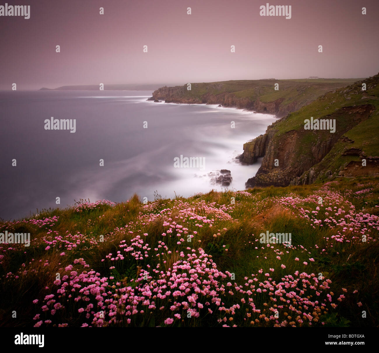 Sea Thrift growing on the clifftops above Land's End, Cornwall, England. Spring (May) 2009 Stock Photo