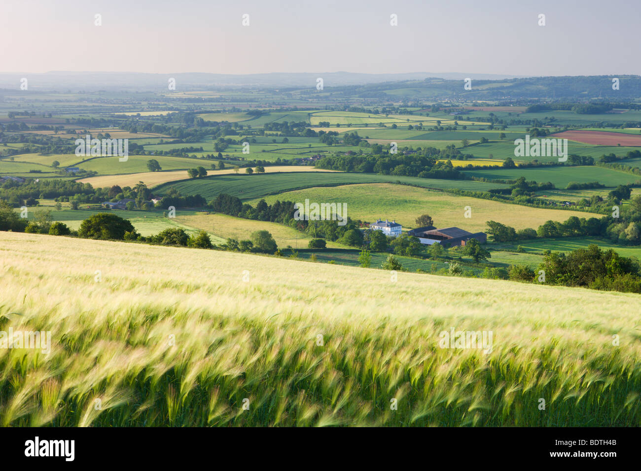 Barley crop field and rolling Devon landscape near Crediton, Devon, England. Summer (June) 2009 Stock Photo