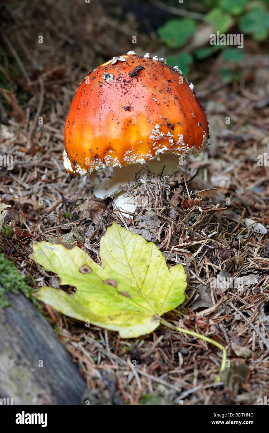 Detail of the fly poison amanita poisonous mushroom Stock Photo Alamy