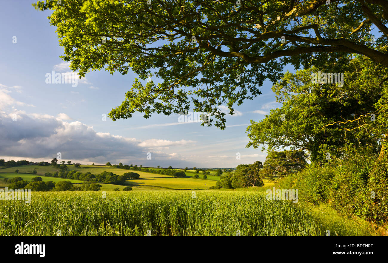 Summer crop field and rolling countryside near Broomhill, Mid Devon, England. Summer (June) 2009 Stock Photo