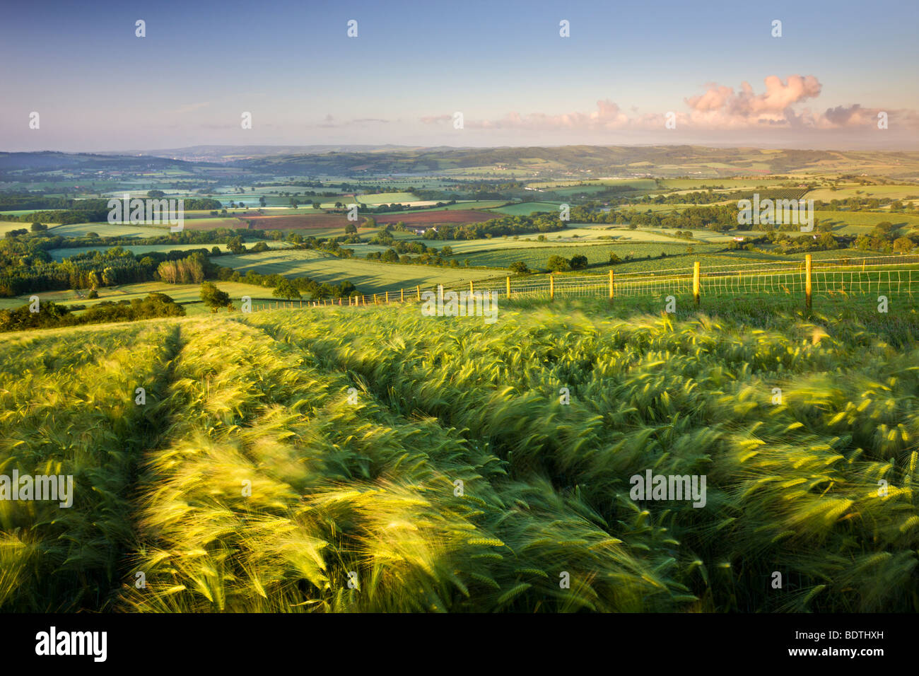 Golden ripened barley growing in a hilltop field in rural Devon, England. Summer (June) 2009 Stock Photo